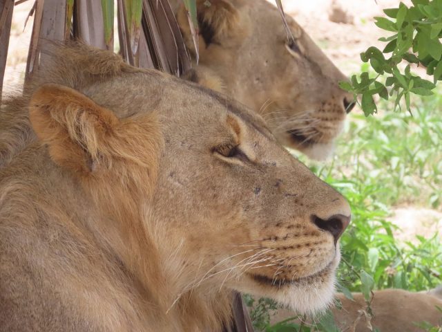2 Days Selous Game Reserve from Zanzibar